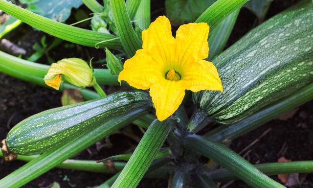 ズッキーニってどんな野菜？花を食べる「花ズッキーニ」とは？